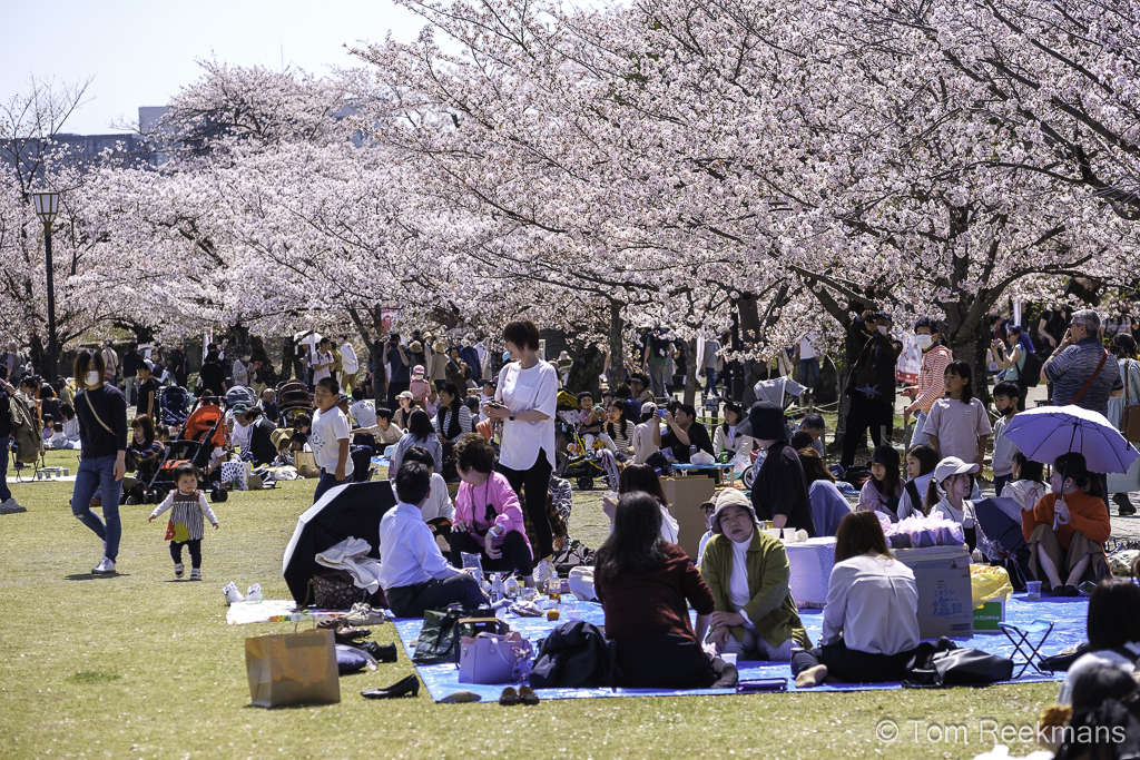 Groep mensen die onder Sakura kersenbloesems zitten te eten en te drinken