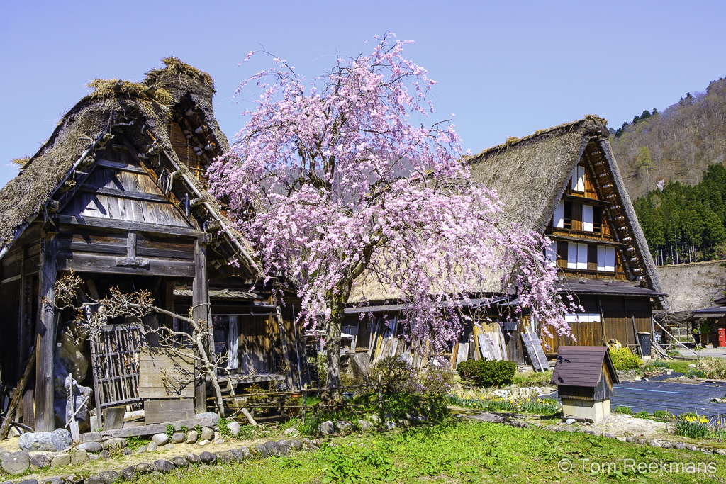nog een beeld van een dorpshuis met Sakura bloesems