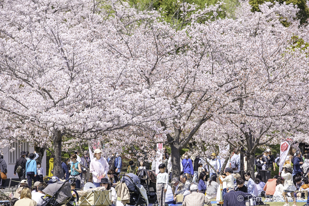 Beeld van Somei-yoshina bloesems in volle bloei in een park