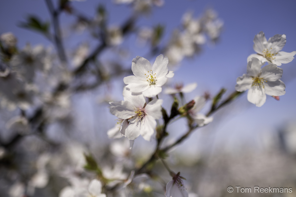 Detail beeld van Sakura bloesem