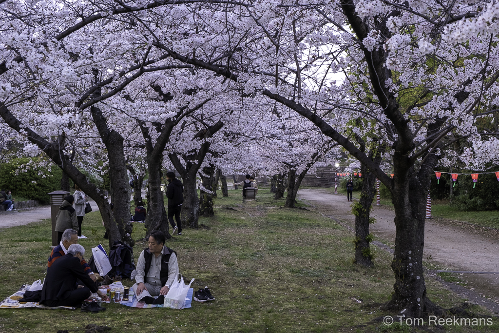 nog een beeld van een dorpshuis met Sakura bloesems