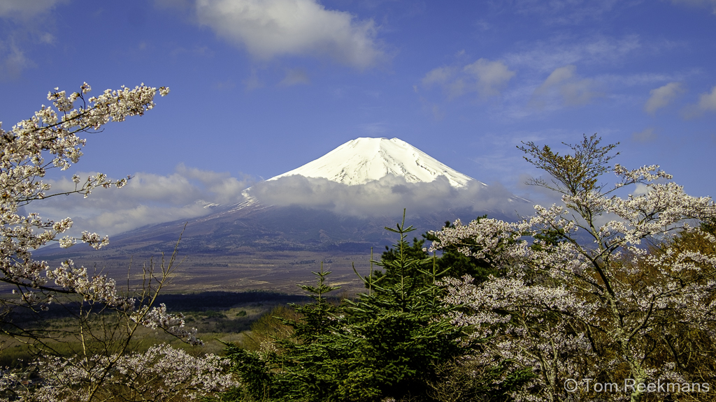 Beeld van Fuji-berg met Sakura bloesems op de voorgrond